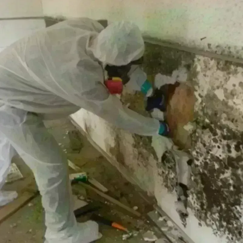 Mold Remediation and Removal in Cape May, NJ